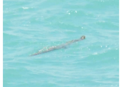 2018–07-20 普吉海面现鳄鱼游客禁下水